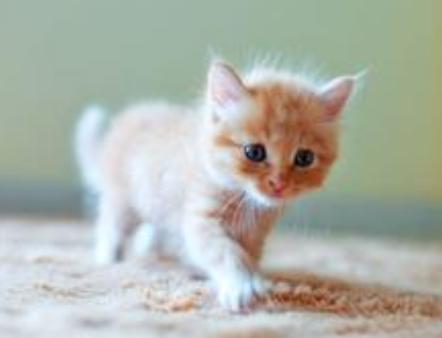 刚出生的小猫一直叫 消除猫咪的紧张感_360问