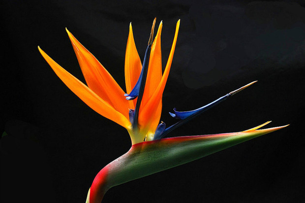 望鹤兰的养殖方法 - 中国广告知道网