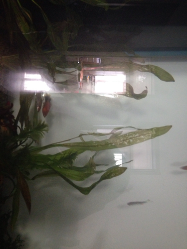 一眉道人鱼为什么吃我家的水草_360问答