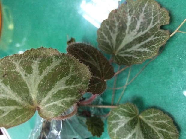 求一植物,叶子周边是锯齿状,背面有紫色麻点,正面有紫色绒毛图片