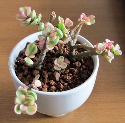 朋友送来一盆多肉植物不知怎么了,现在开始猛