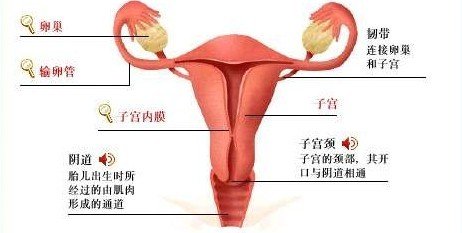 本病相当于西医学排卵型功能失调性子宫出血病的黄体萎缩不全者,盆腔