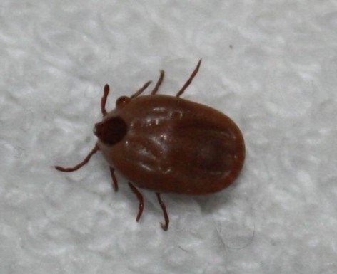 蜱(音pí)虫属于寄螨目,蜱总科,俗称扁虱.