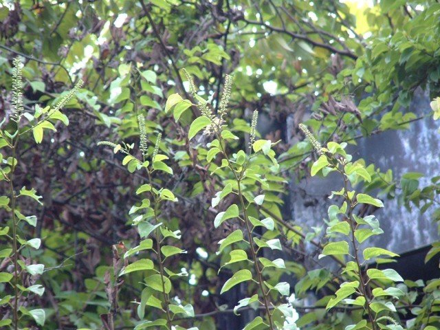 龙须藤 bauhinia championi)是一种豆科苏木亚科羊蹄甲属的有花植物.