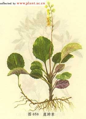 《本草纲目》草部第十六卷收载有鹿衔草,又名秦王