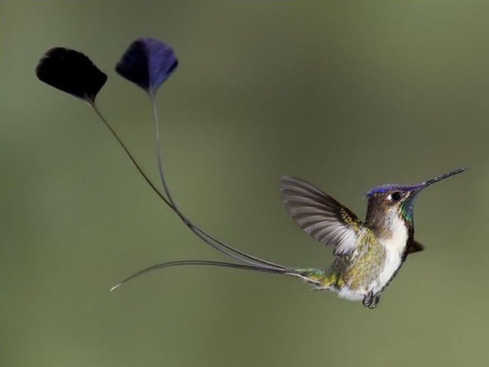 叉扇尾蜂鸟-360百科