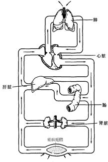 如图为人体呼吸系统,消化系统,循环系统和泌尿系统的生理活动示意图