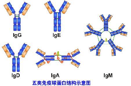 球蛋白——存在于人体中的血清蛋白 具有免疫作用