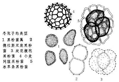 冬孢菌纲的1目.本目真菌产生黑色冬孢子集团,状如黑粉.